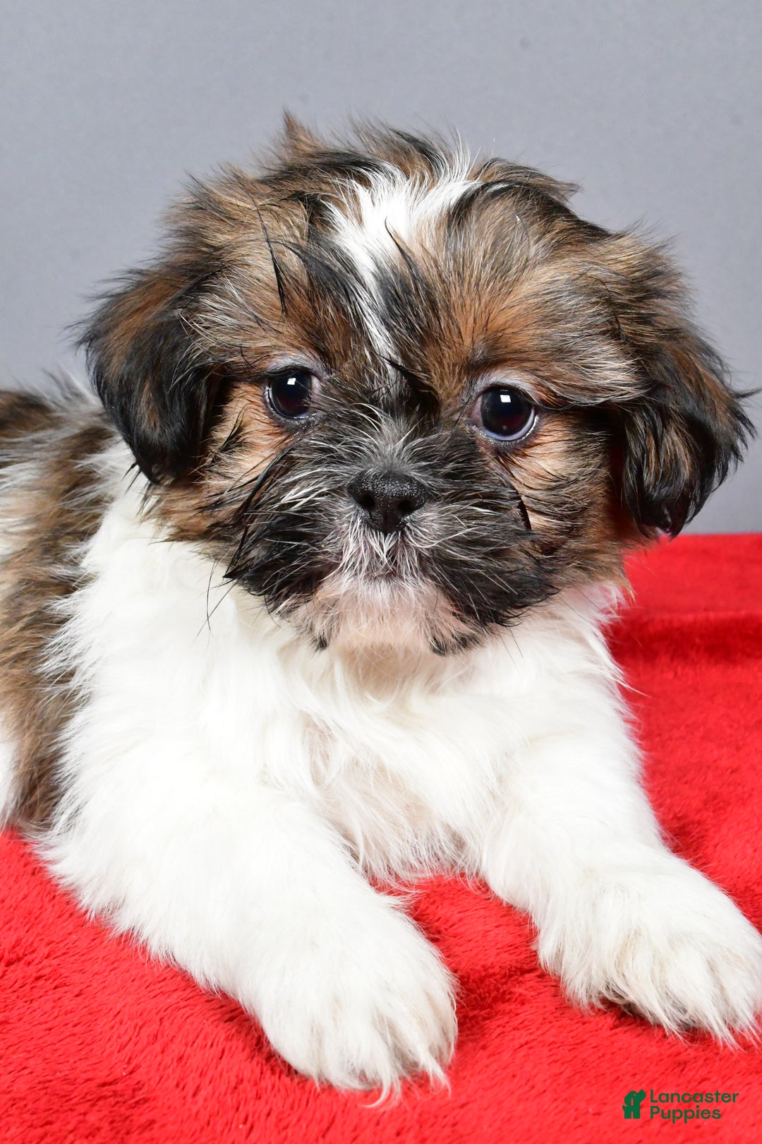 Shih Tzu dogs for sale: Maple - Ad 3
