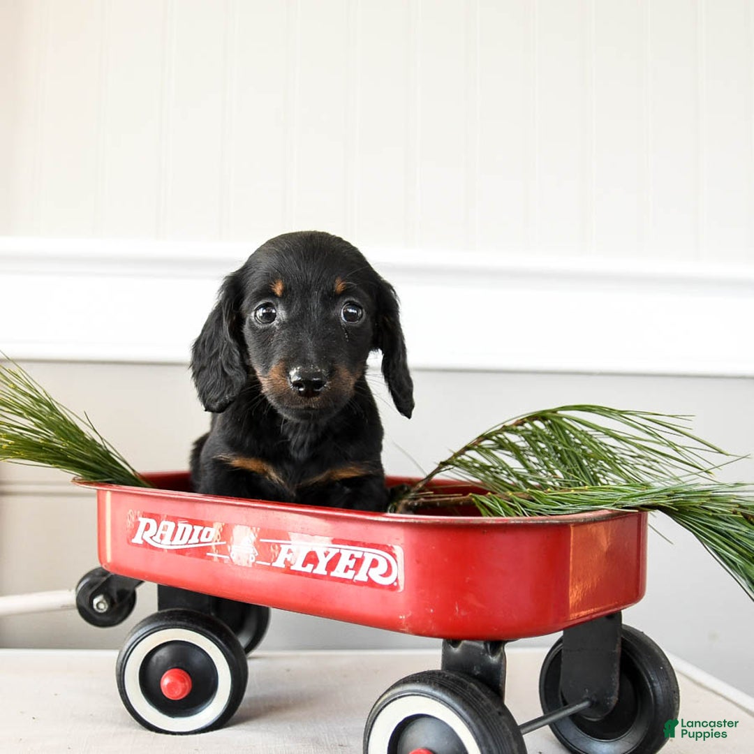 Dachshund dogs for sale: Jingle  - Ad 2