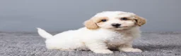 Bichpoo dogs for sale: Kenzie - Ad 3