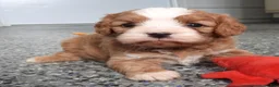 Cavapoo dogs for sale: #1 Male (Linda's) - Ad 7