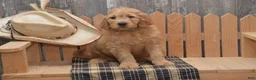 Goldendoodle dogs for sale: Buster - Ad 5