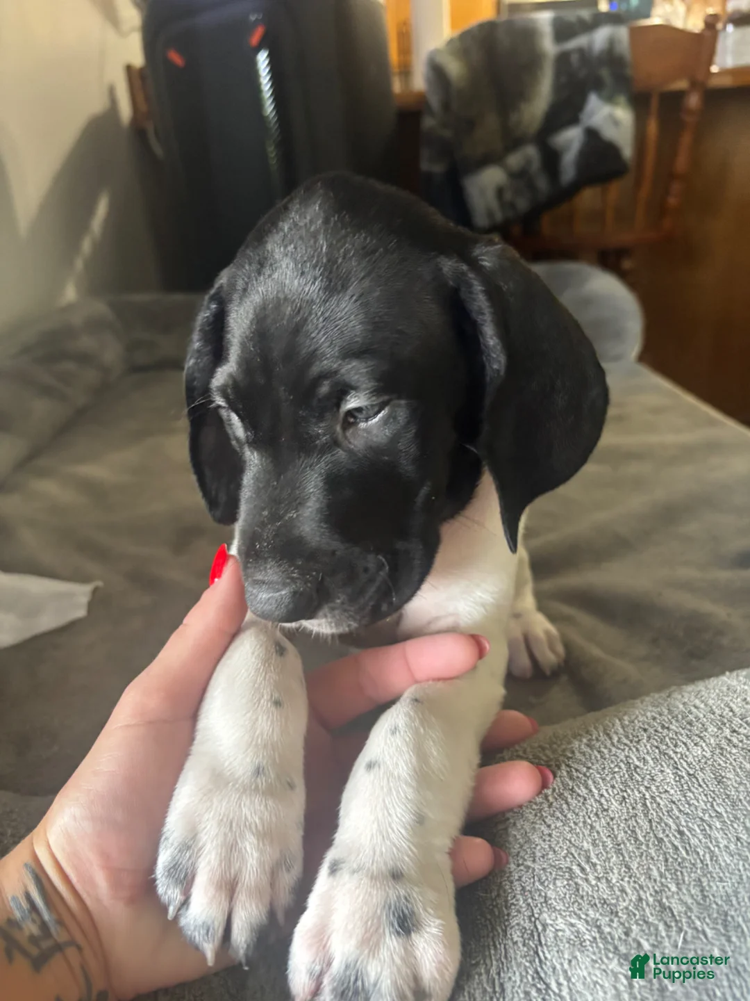 German Shorthaired Pointer dogs for sale: German Shorthaired Pointer Puppy 2 - Ad 5