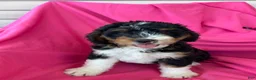 Mini Bernedoodle dogs for sale: RUSTY - Ad 3