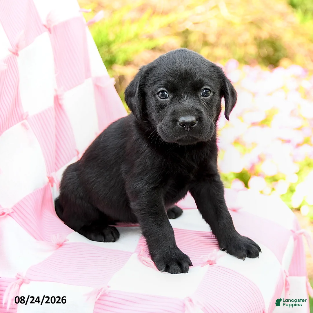 Labrador Retriever dogs for sale: Gianna - Ad 1