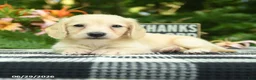 Miniature Dachshund dogs for sale: Finn - Ad 3