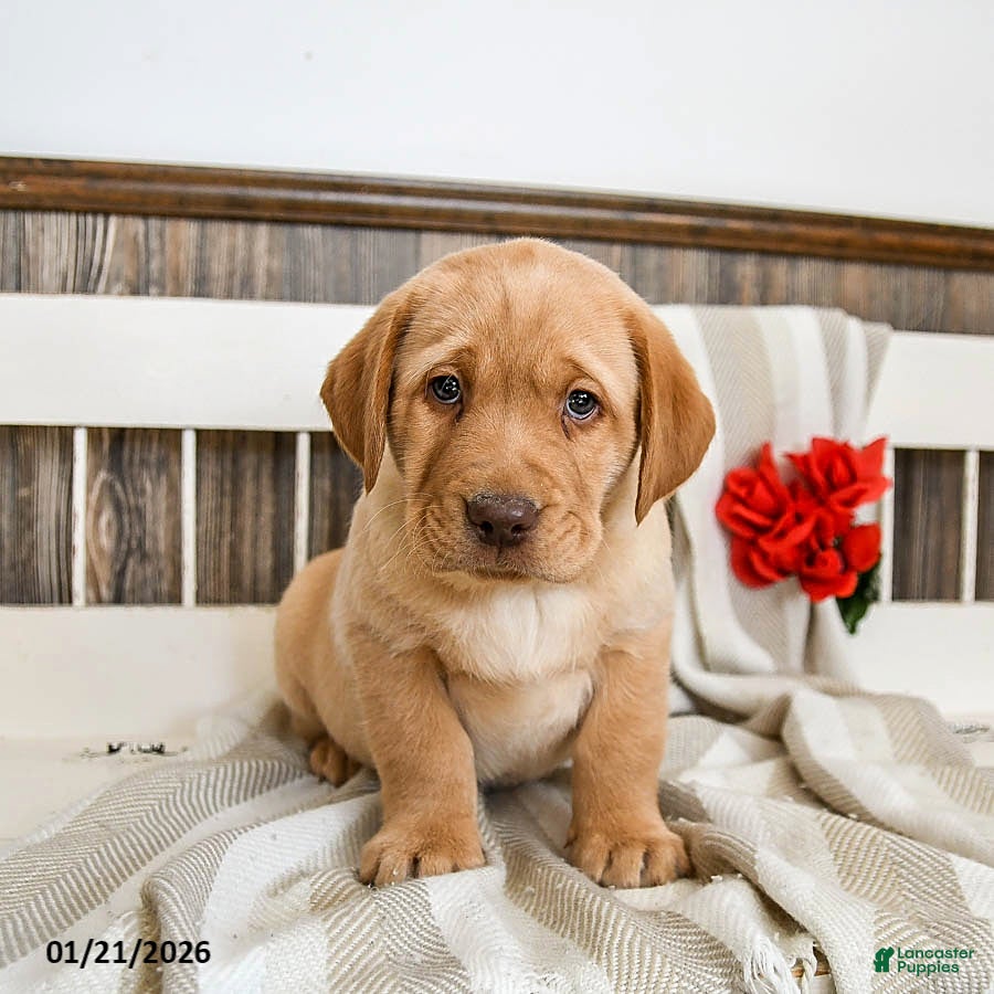 Labrador Retriever dogs Cashew - Ad 2