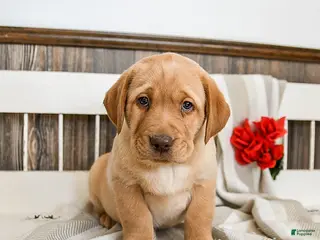 Labrador Retriever dogs Cashew - Ad 5
