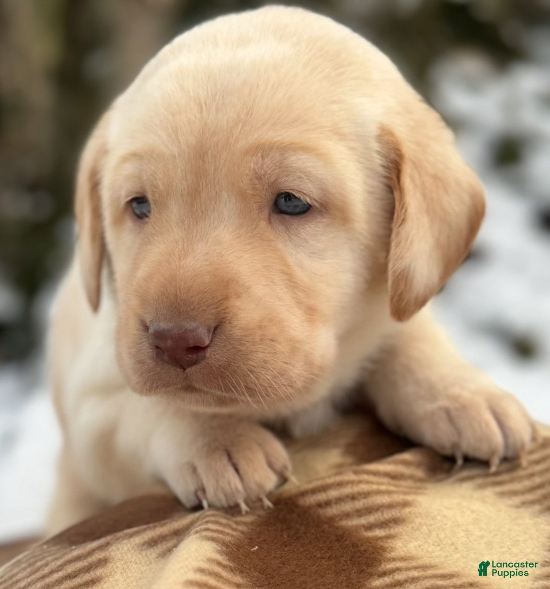 Labrador Retriever dogs for sale: Labrador Retriever Puppy 1 - Ad 15