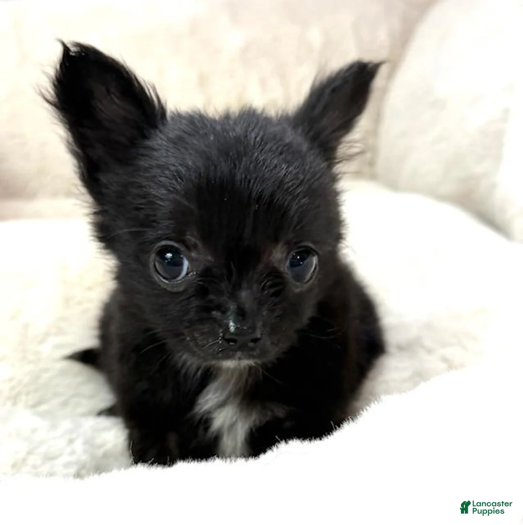 Chihuahua dogs for sale: Chihuahua Puppy 1 - Ad 4