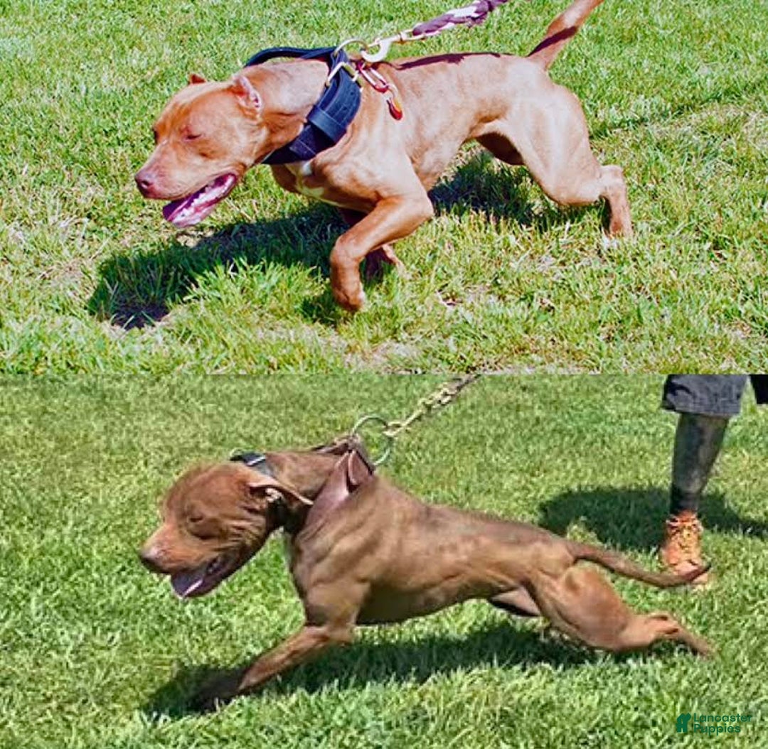 American Pit Bull Terrier dogs for sale: American Pit Bull Terrier Puppy 4 - Ad 6