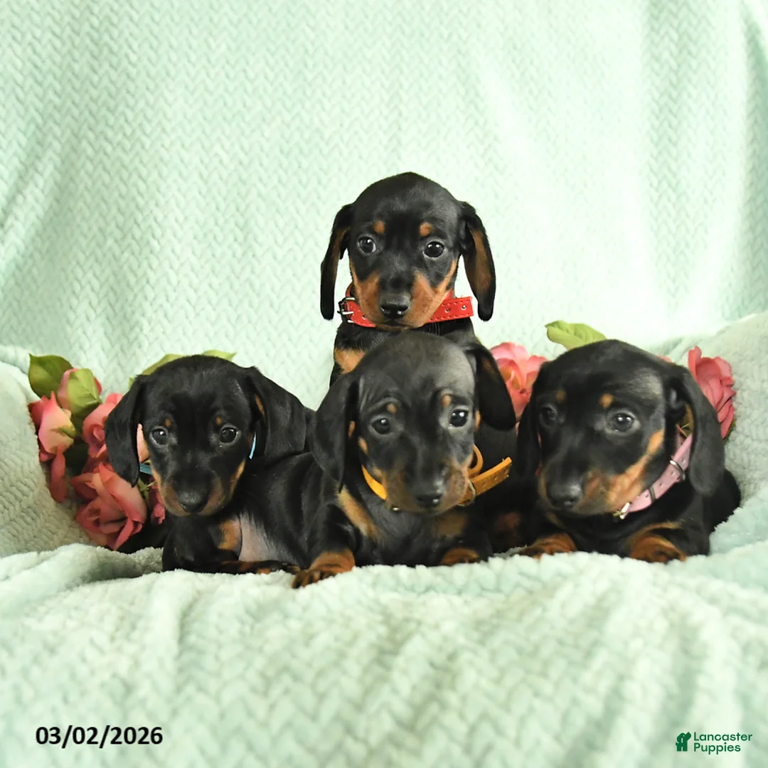 Dachshund dogs for sale: Gizmo - Ad 5
