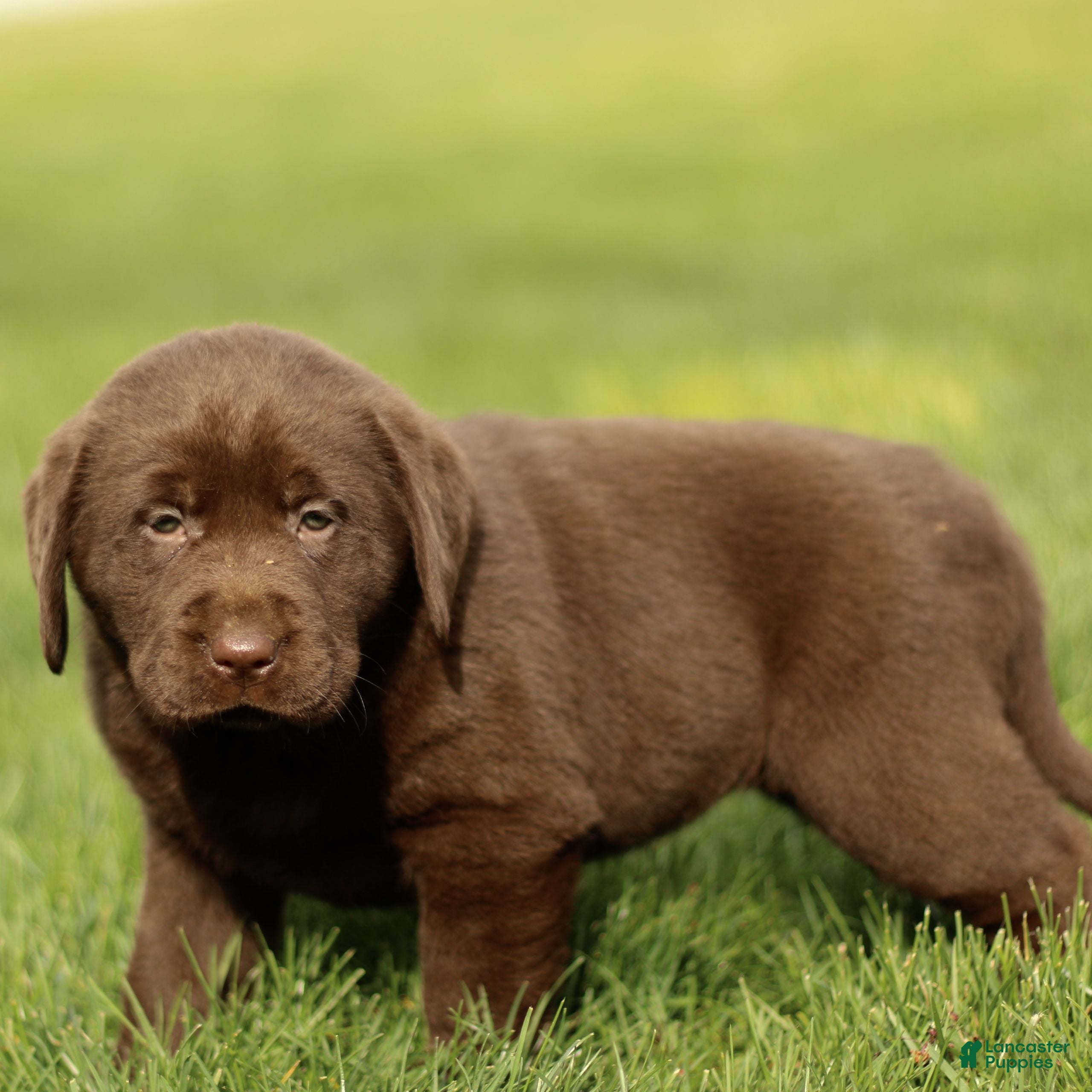 Labrador Retriever dogs Holly  - Ad 2