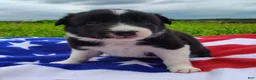 Border Collie dogs for sale: Giligan  - Ad 18