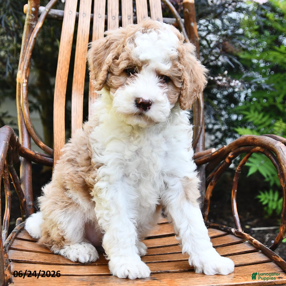 Mini Bernedoodle dogs Misty - Ad 1