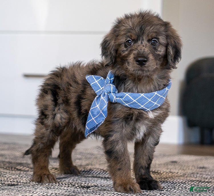Mini Goldendoodle dogs Mr Magnus (Mini) - Ad 2