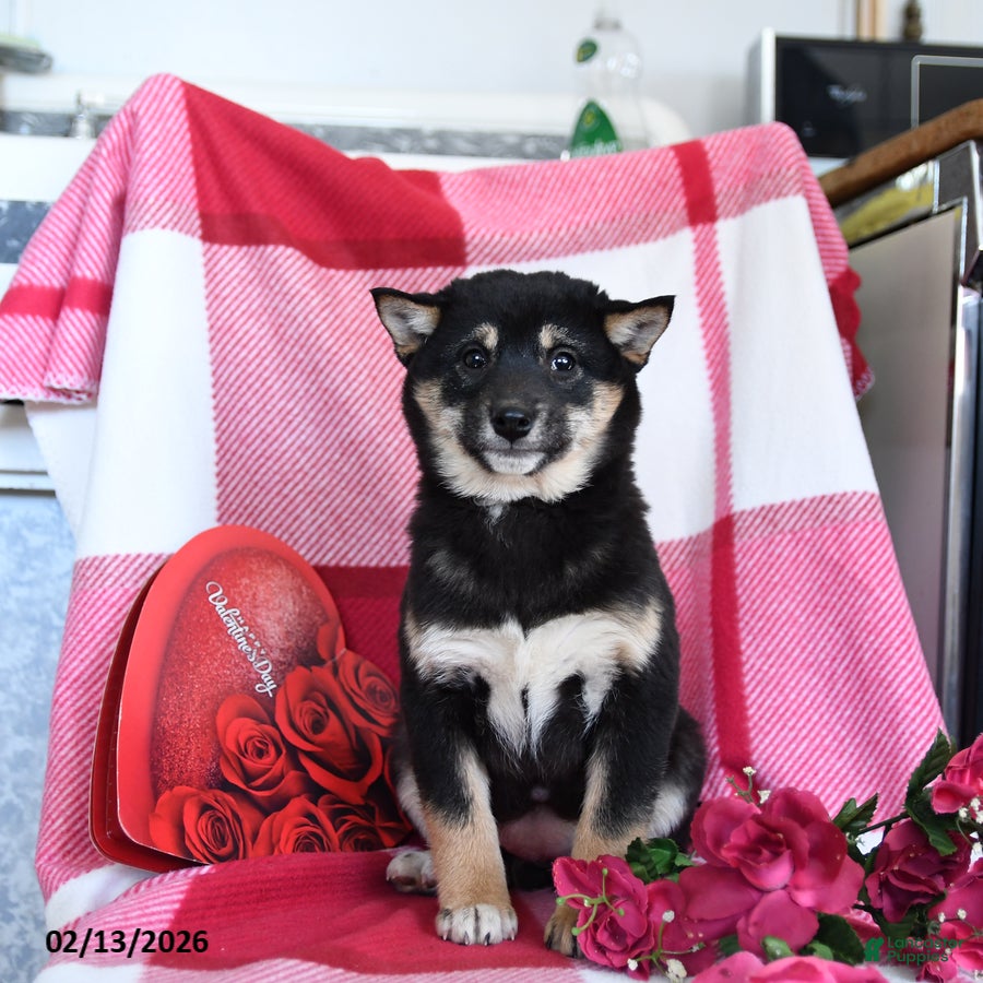 Shiba Inu dogs Bertha - Ad 10