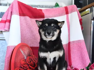 Shiba Inu dogs Bertha - Ad 10