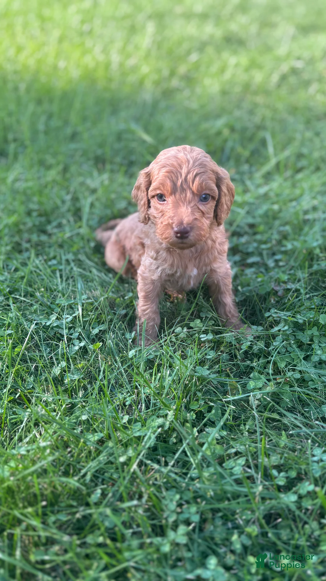 Mini Goldendoodle dogs for sale: Hot Pink - Ad 1