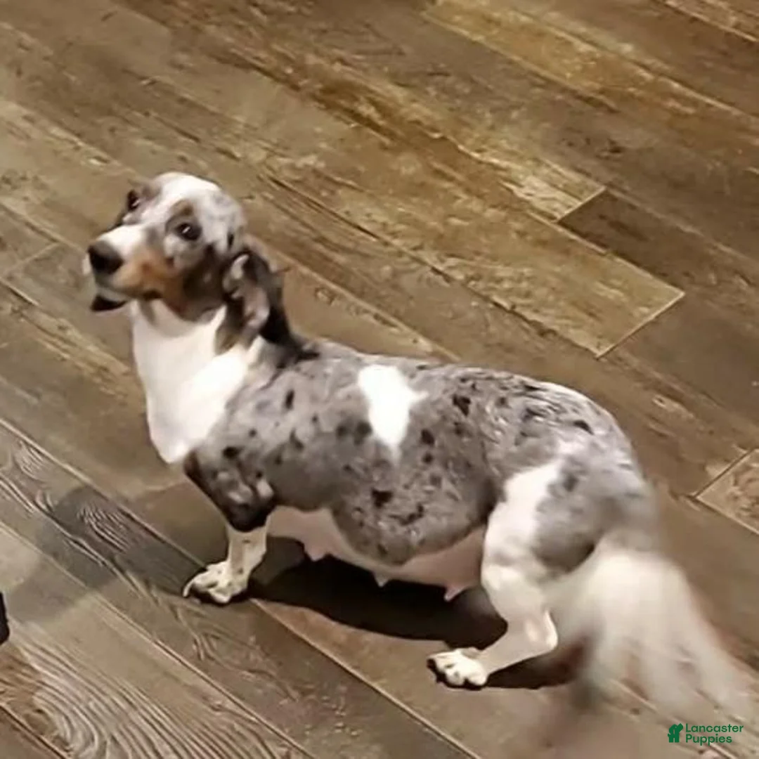 Miniature Dachshund dogs for sale: Miniature Dachshund 1 - Ad 2