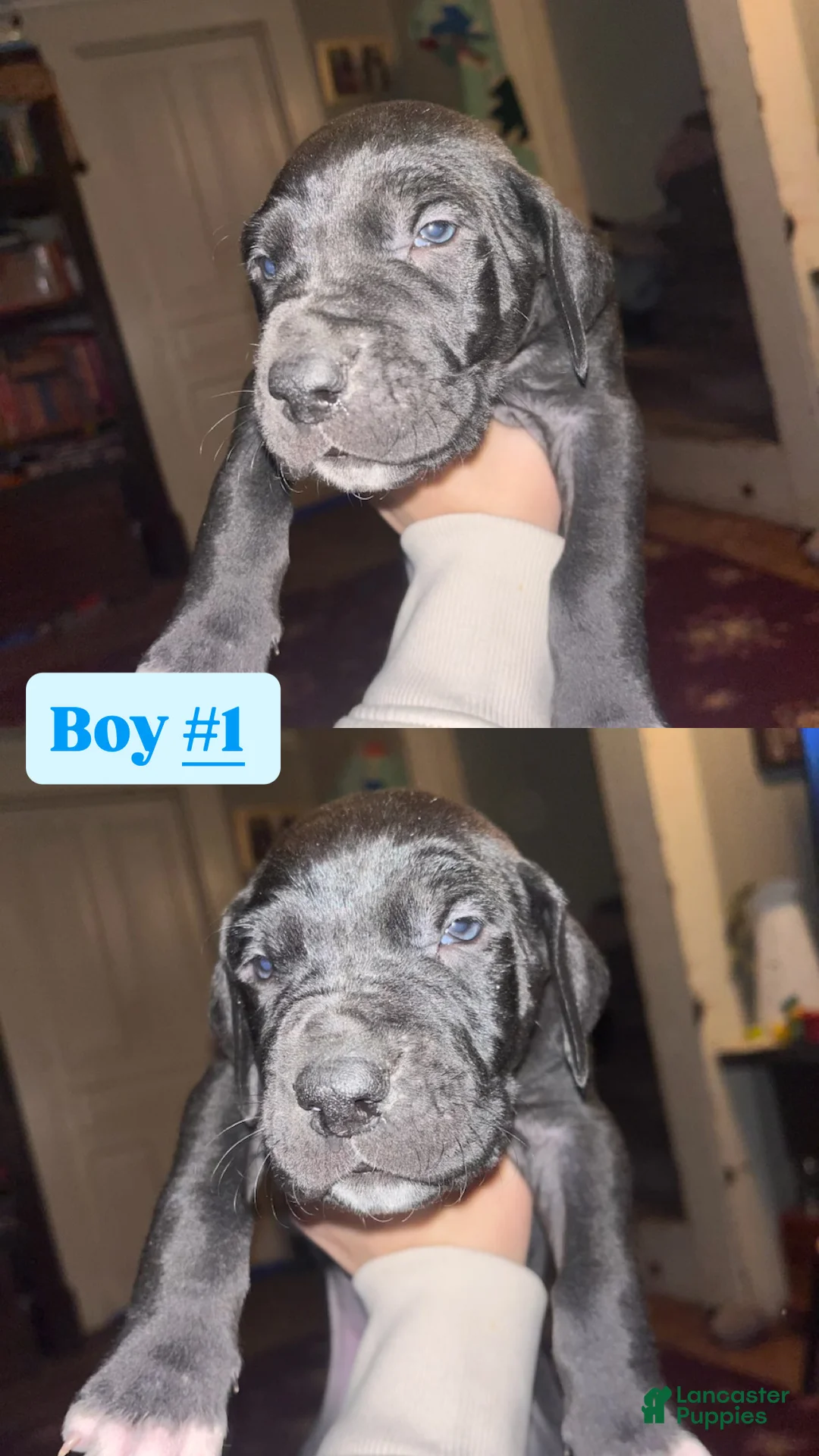 Great Dane dogs for sale: Great Dane Puppy 1 - Ad 1