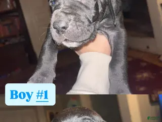 Great Dane dogs Great Dane Puppy 1 - Ad 30