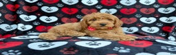 Cockapoo dogs for sale: Knox - Ad 4