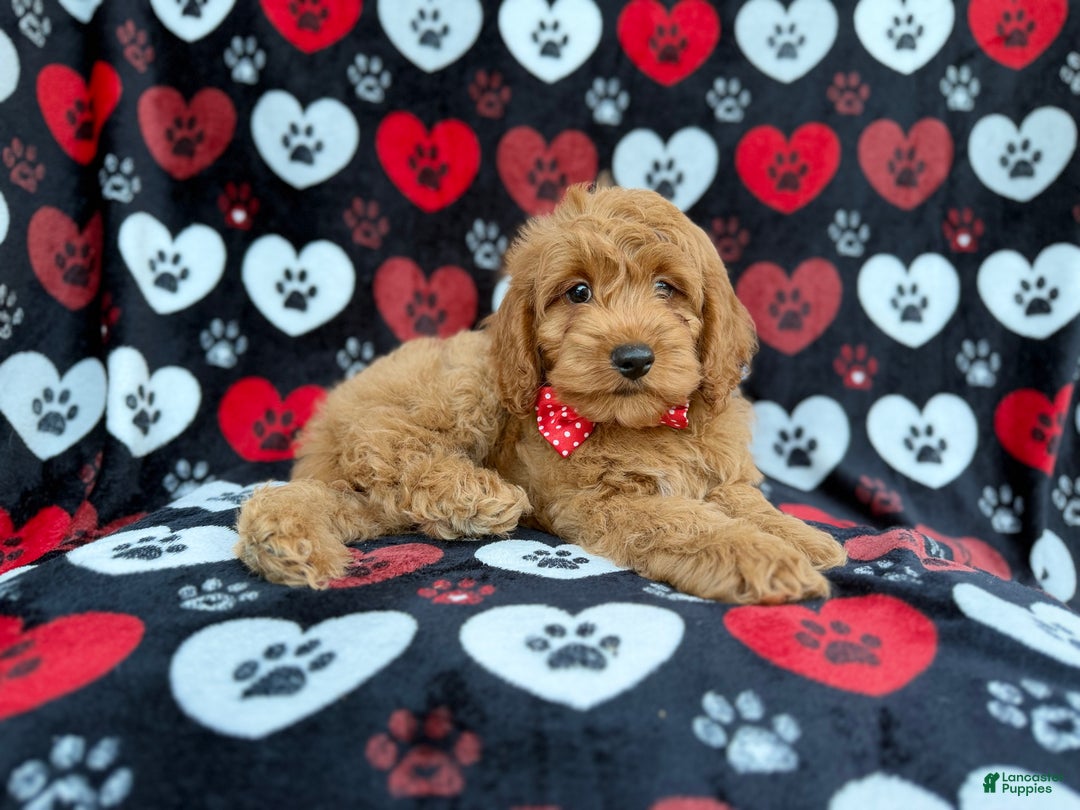 Cockapoo dogs for sale: Knox - Ad 4