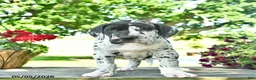 Great Dane dogs for sale: Ceaser  - Ad 4