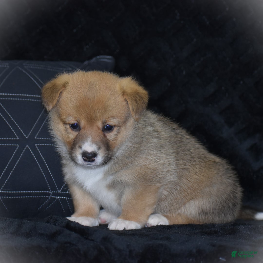 Welsh Corgi Pembroke dogs for sale: Mia - Ad 16
