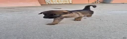 German Shepherd dogs for sale: Trevor - Ad 1