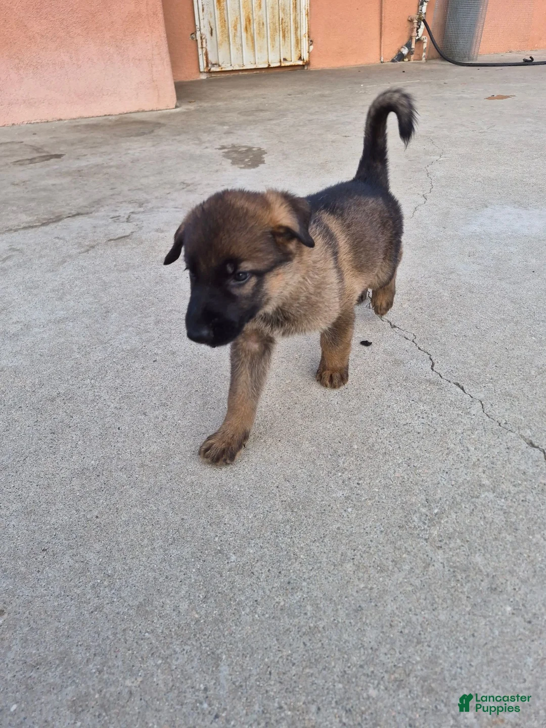 German Shepherd dogs for sale: Trevor - Ad 1
