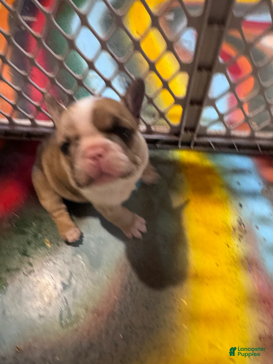 French Bulldog dogs for sale: French Bulldog Puppy 1 - Ad 1