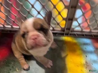 French Bulldog dogs French Bulldog Puppy 1 - Ad 5