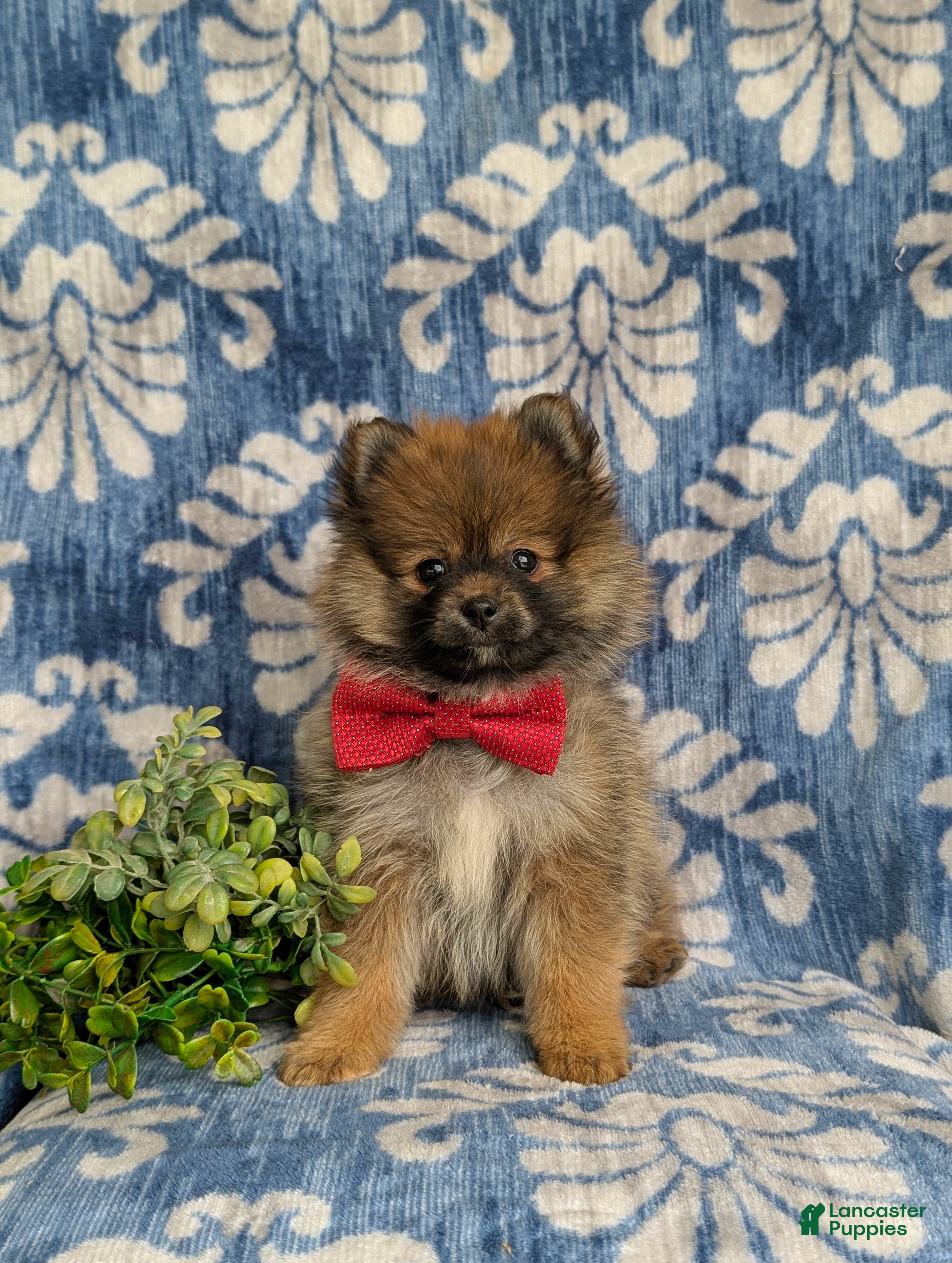 Pomeranian dogs Marco - Ad 2
