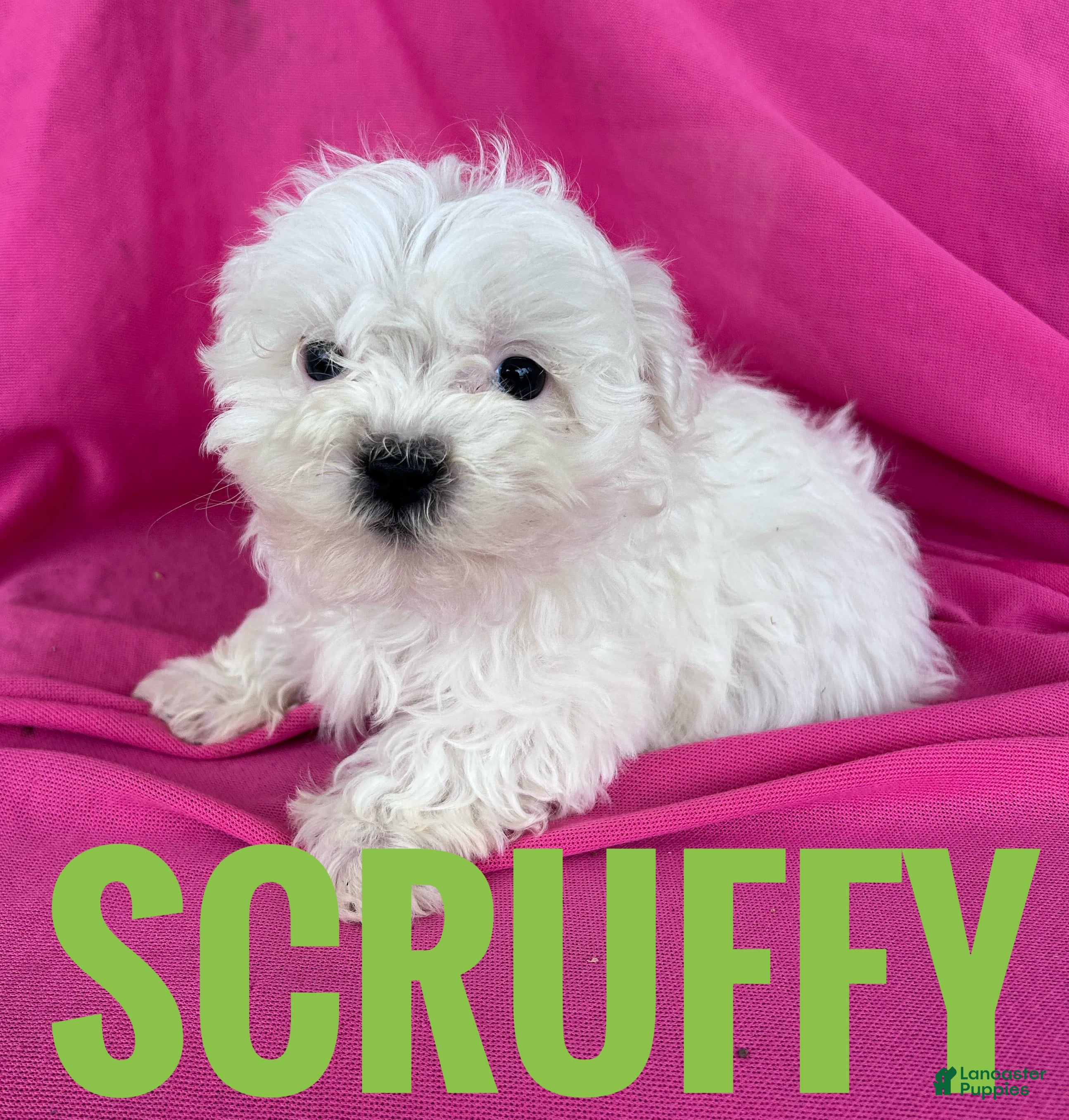 Shihpoo dogs SCRUFFY - Ad 2