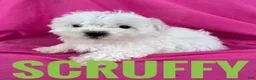 Shihpoo dogs for sale: SCRUFFY - Ad 2