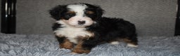 Mini Bernedoodle dogs for sale: Hattie - Ad 5