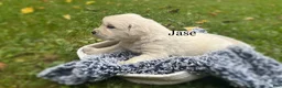 Golden Retriever dogs for sale: Jase - Ad 3