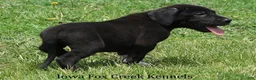 Great Dane dogs for sale: Max - Ad 8