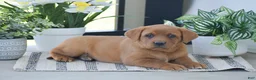 Labrador Retriever dogs for sale: Rhoda - Ad 3