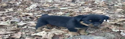 Rottweiler dogs for sale: Ellie - Ad 5
