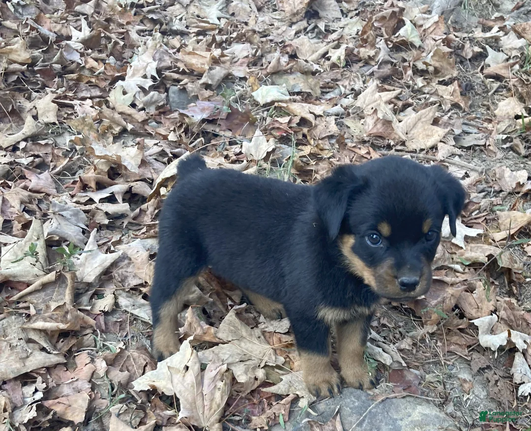 Rottweiler dogs for sale: Ellie - Ad 5