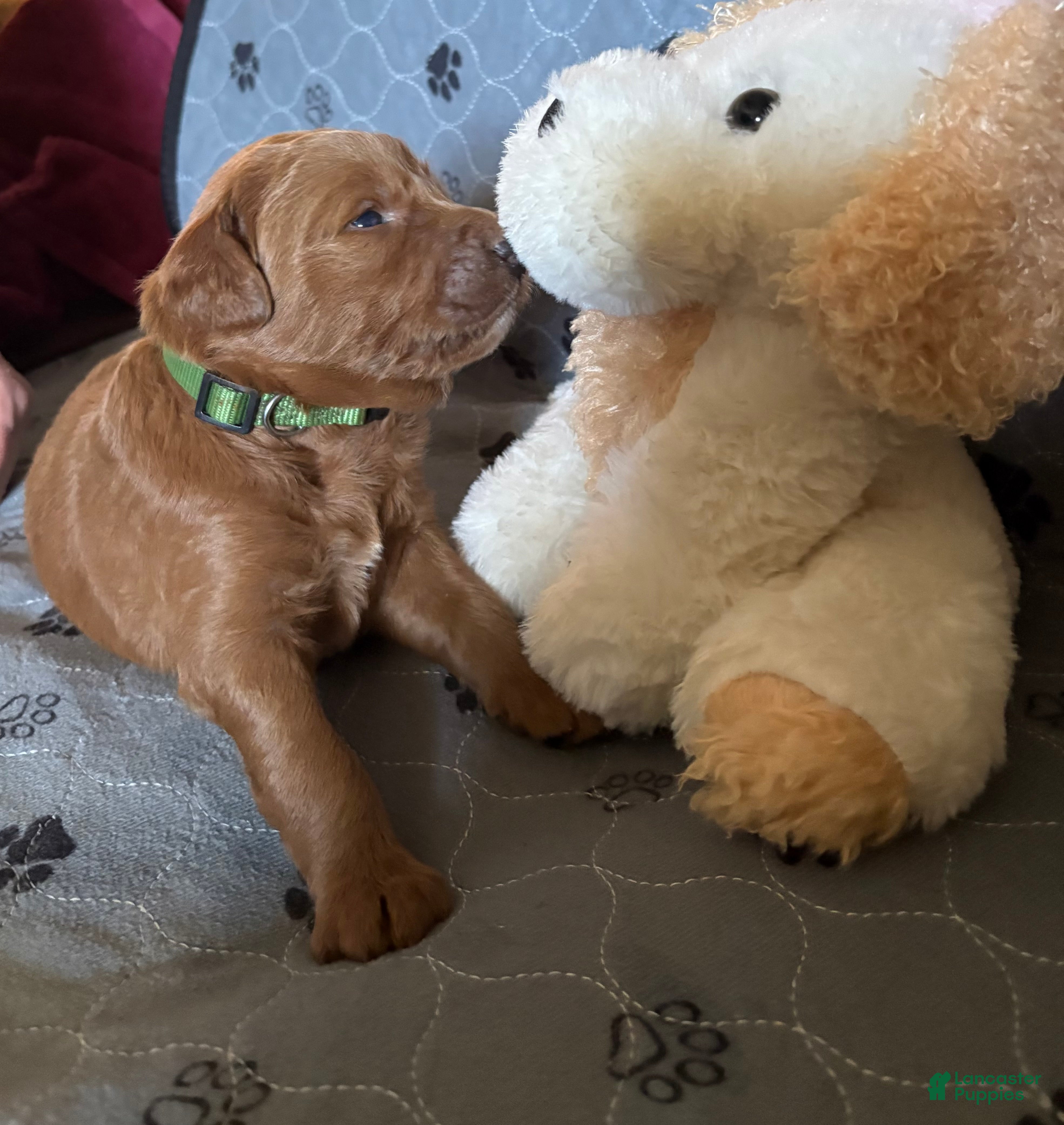 Goldendoodle dogs Stitch - Ad 1