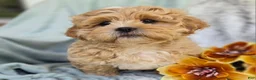 Shihpoo dogs for sale: Biscuit - Ad 13