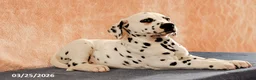 Dalmatian dogs for sale: August - Ad 4