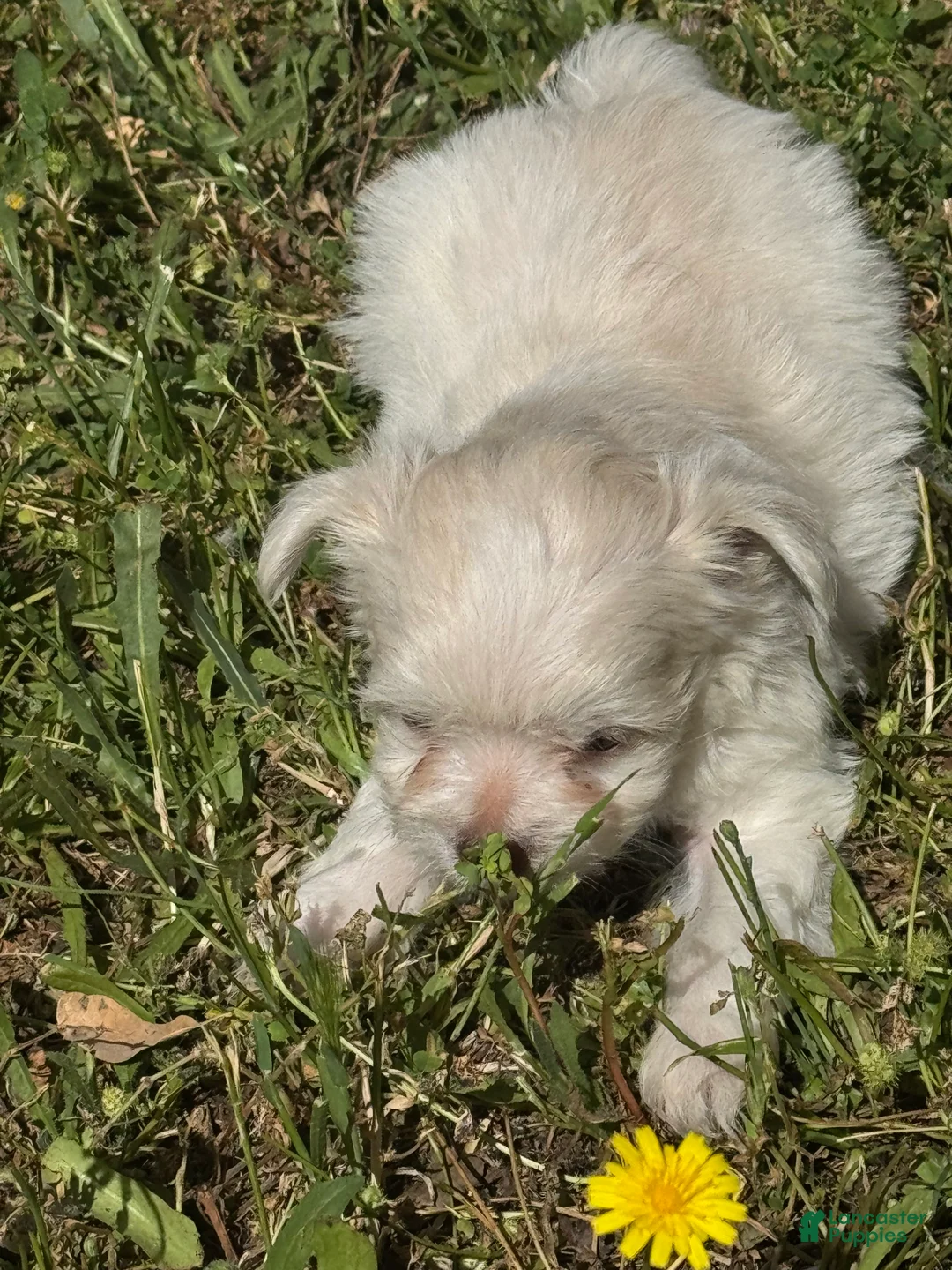 Maltipoo dogs for sale: Maltipoo Puppy 2 - Ad 2