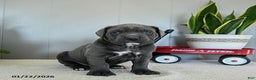 Cane Corso dogs for sale: Honey - Ad 2