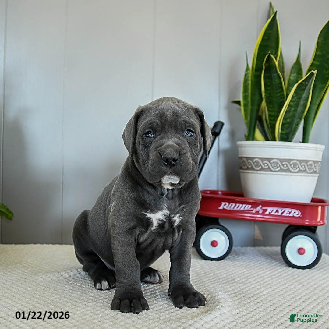 Cane Corso dogs for sale: Honey - Ad 2