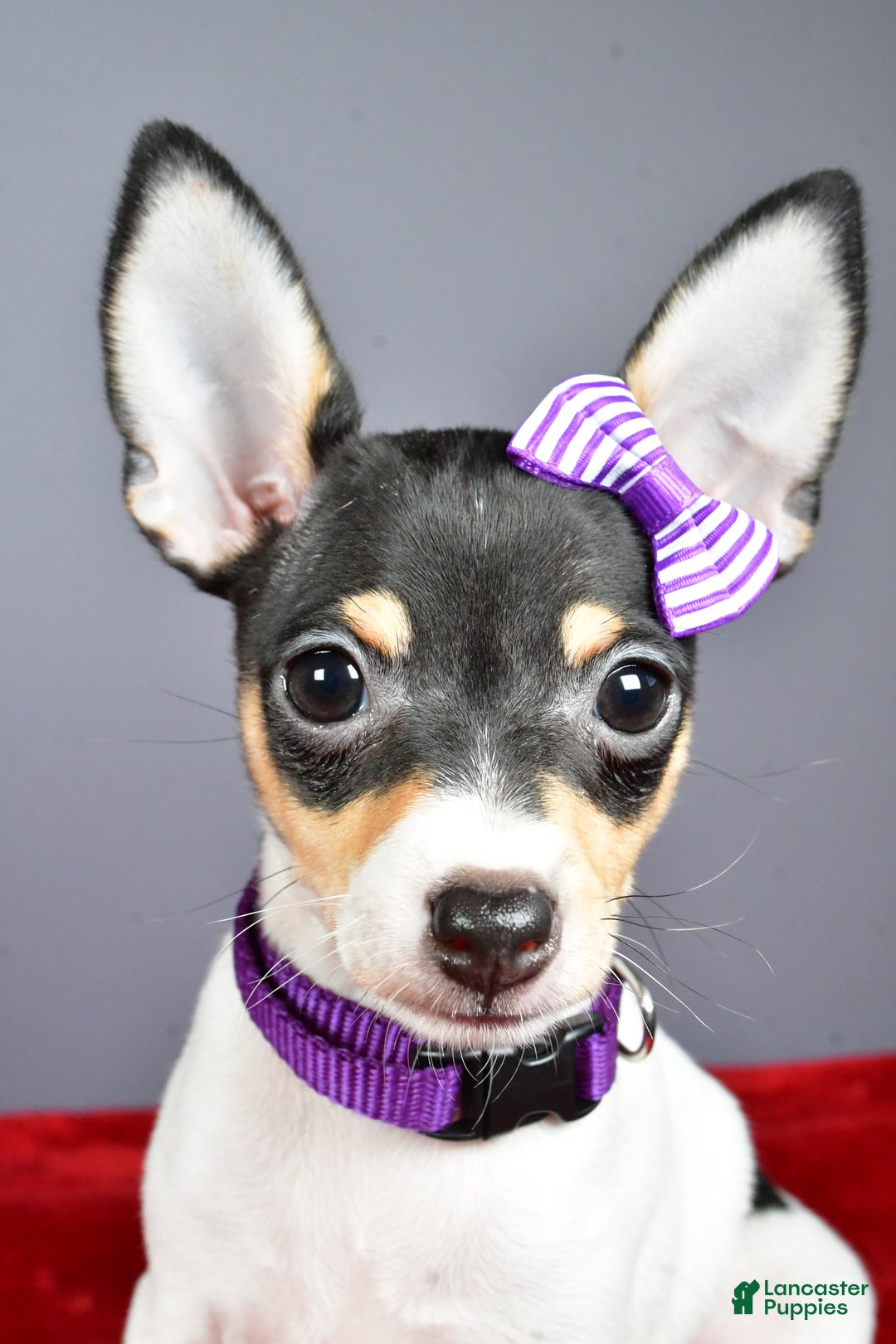 Toy Fox Terrier dogs for sale: Lucy - Ad 10
