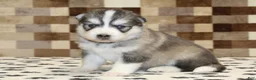 Pomsky dogs for sale: Wrigley - Ad 3